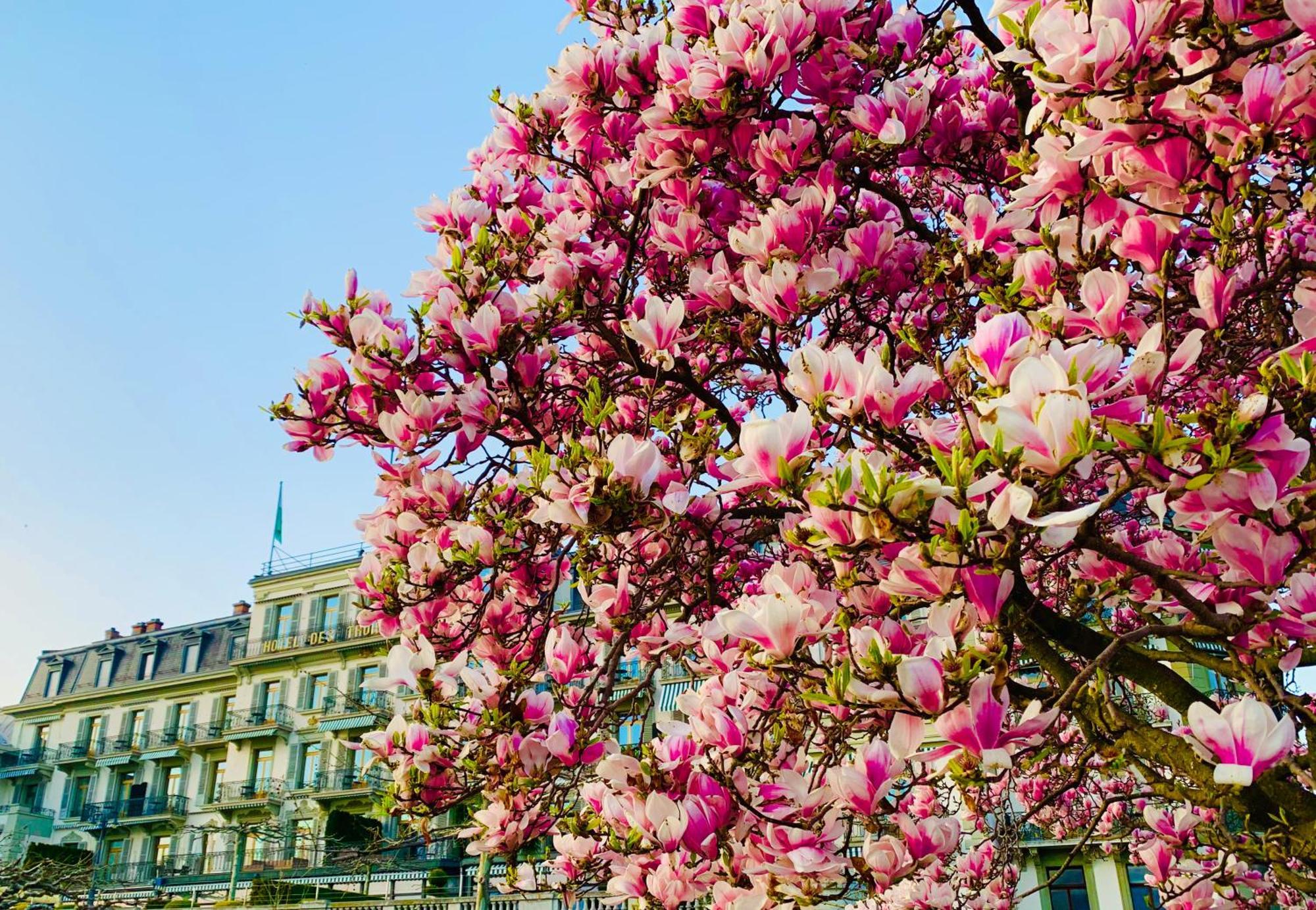 Hotel Des Trois Couronnes & Spa - The Leading Hotels Of The World Vevey Eksteriør billede